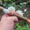 DAVIDOFF YEAR OF THE DRAGON